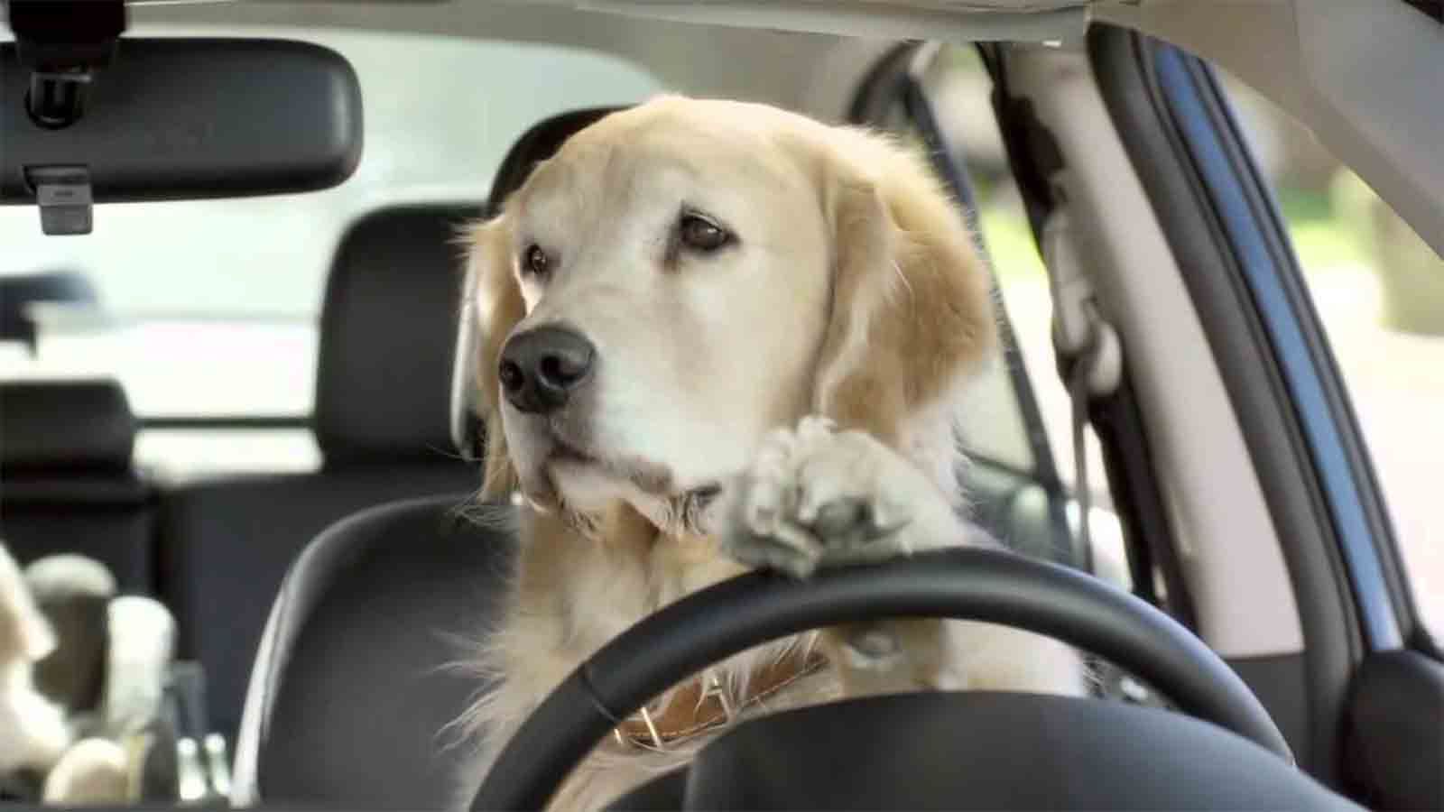 Il cane in macchina!